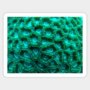 Brain Coral Closeup Sticker